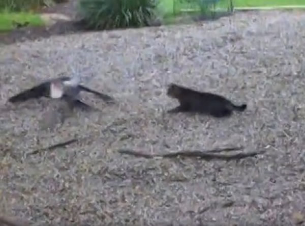 黑猫挥掌吓退鳄鱼