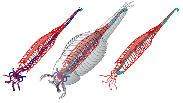 延长抚仙湖虫(Fuxianhuia protensa)