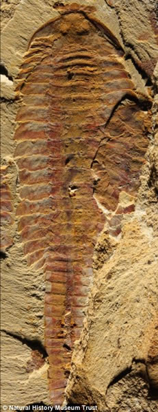 图中是延长抚仙湖虫坚硬的外壳。