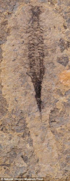 图中是这种远古节肢动物复杂的心血管系统。