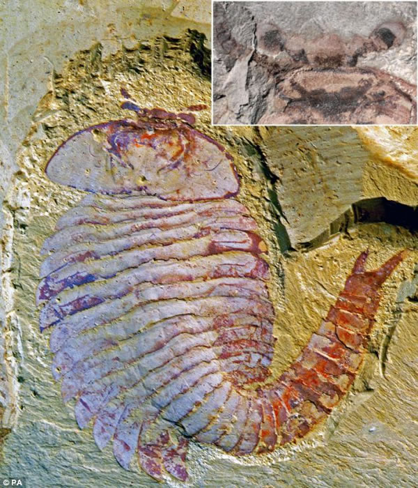 图中显示它长着复杂的头部结构。