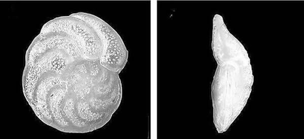有孔虫化石中含有大西洋深水的同位素标记