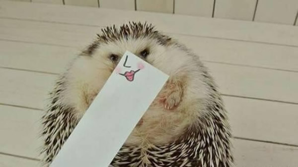 �ձ�С���MARUTARO�����˶�� ���ȱ��鱬������