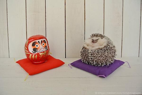 �ձ�С���MARUTARO�����˶�� ���ȱ��鱬������