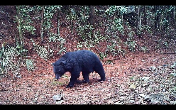 ̨���ѩɽ����ɭ�ֹ�԰��������