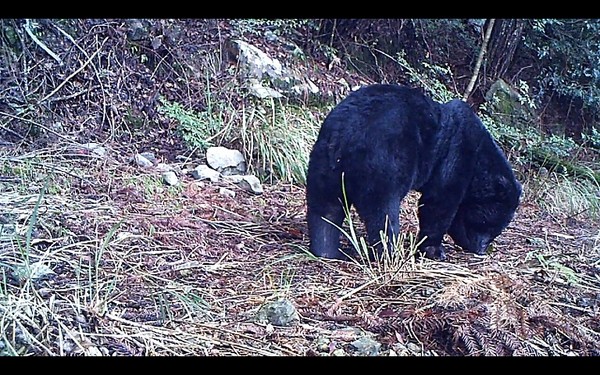 ̨���ѩɽ����ɭ�ֹ�԰��������