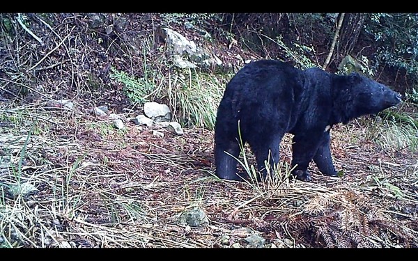 ̨���ѩɽ����ɭ�ֹ�԰��������