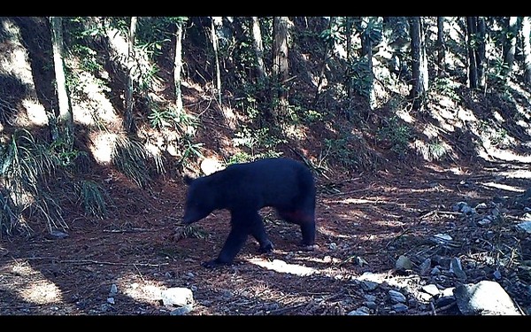 ̨���ѩɽ����ɭ�ֹ�԰��������