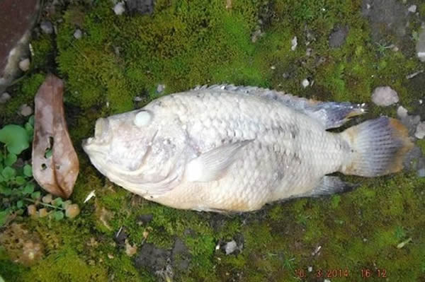 英国什罗浦郡一幢民宅的下水管道里惊现多条食人鱼