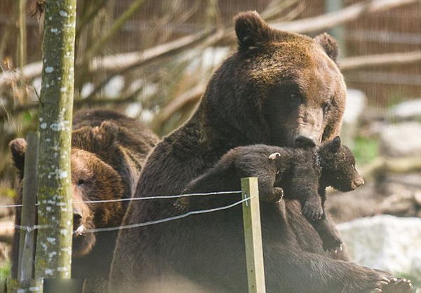 瑞士动物园任由棕熊虐待幼崽遭批