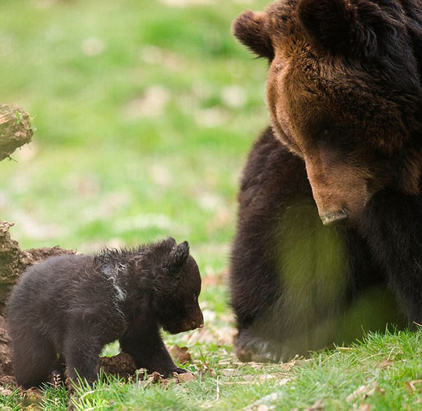 瑞士动物园任由棕熊虐待幼崽遭批