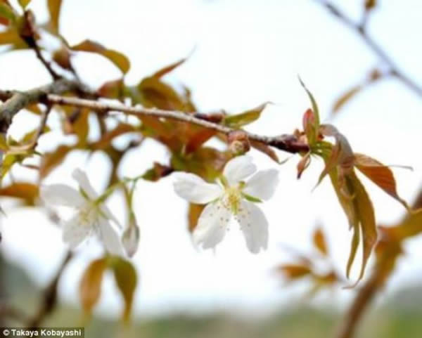 �����ڶ�������������Ganjoji�µ�ӣ������Chujohimeseigan-zakura�������ܣ�һ����̫������������ӣ������������Ԥ��ʱ����ǰ4�ꡣ