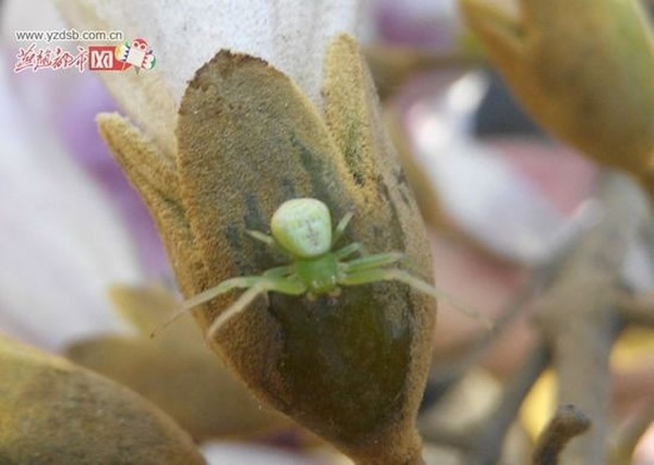 河北惊现“人面蜘蛛”