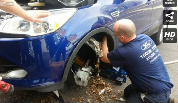 松鼠一家在汽车前轮拱筑巢