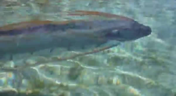 墨西哥浅海中惊现一条活着的皇带鱼