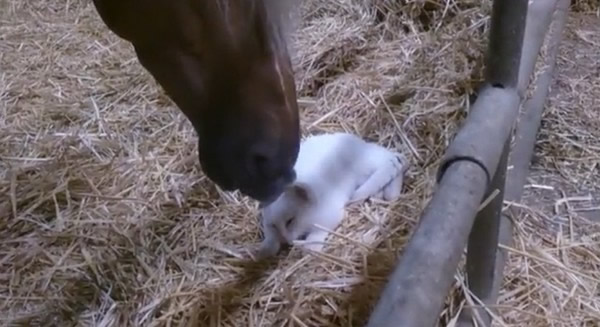 小白猫眯眼磨蹭享受马嘴按摩