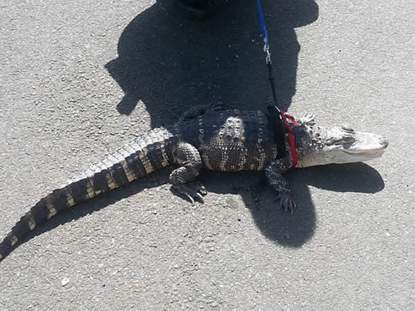 美国一名妇人在公寓里养鳄鱼当宠物