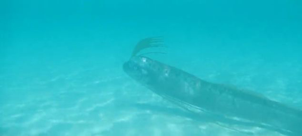 墨西哥海滩发现活着的皇带鱼