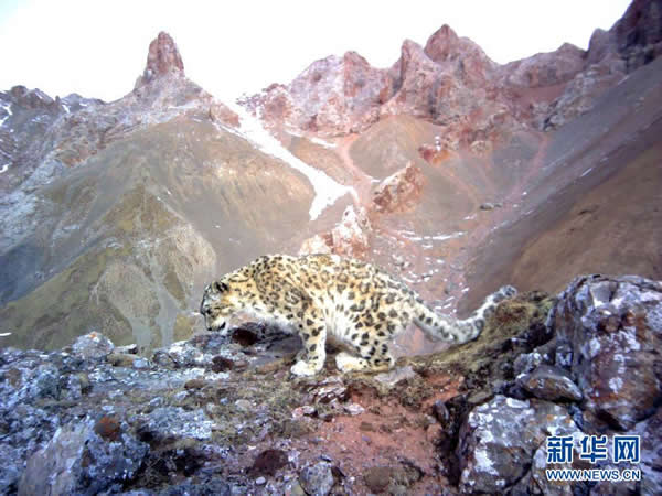 这是红外相机在杂多县扎青乡境内拍摄到的雪豹照片(1月11日摄,图片由北京山水自然保护中心提供)。