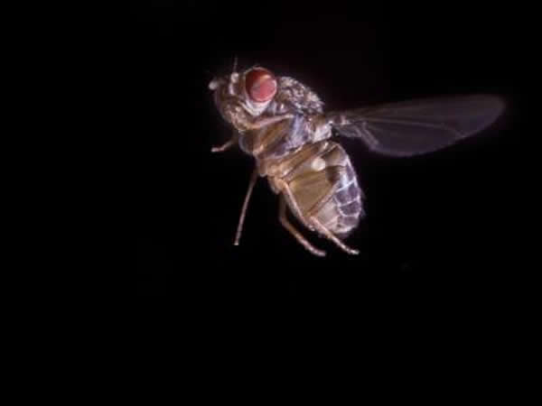 йӬDrosophila hydei