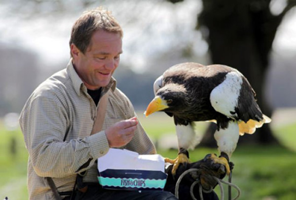 虎头海雕Inowashi每天吃鱼和薯条长成英国最大的鸟类