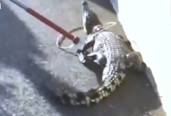 流浪鳄鱼被警方用捕犬绳制伏