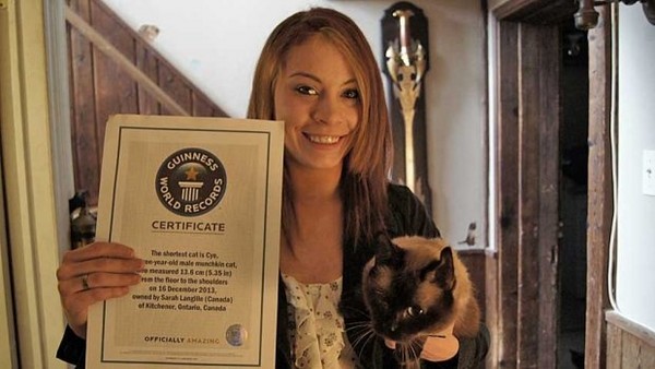 体高仅13.5公分的小猫Cye,打破世界纪录夺「世界最小猫」认证。