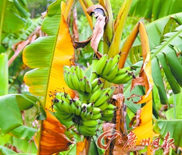 麻涌农田里有香蕉还未成熟,叶子便出现枯黄的现象。