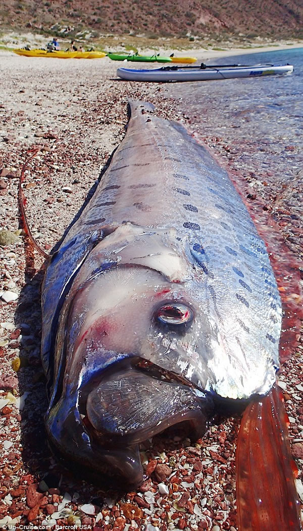 这种巨大的鱼类据称是许多海怪传说的原型之一。