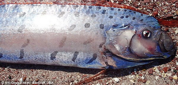 发现这条皇带鱼的Lia Stamatiou说:“皇带鱼是那种你研究过,却又从未亲眼见到的鱼类。”