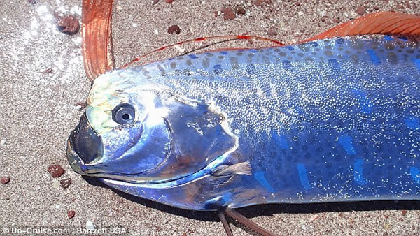 Lia Stamatiou说:“最终它筋疲力竭地倒在沙滩上,海鸟飞落下来对它进行攻击。”