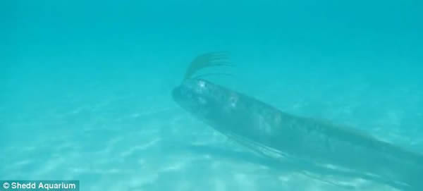 许多皇带鱼标本是被冲上海滩的尸体,对于它们实际的生态学特征,科学家目前还知之甚少。历史学家认为皇带鱼可能是一些海蛇传说的原型。