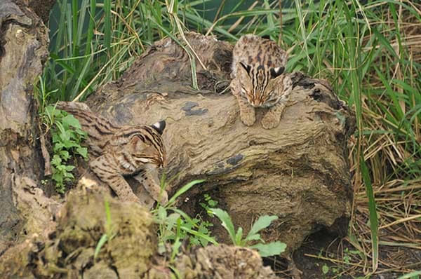 ������Ϊ������ʹ��ʯ�����ܵز��ϵؼ��ٺ����黯