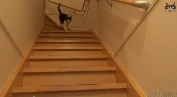 主人离家3天回来 日本黑白猫冲下楼迎接