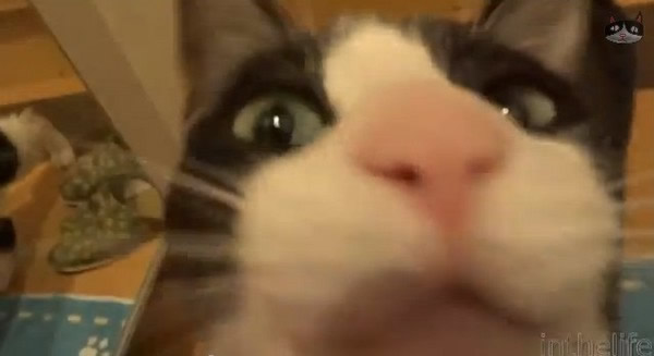 主人离家3天回来 日本黑白猫冲下楼迎接