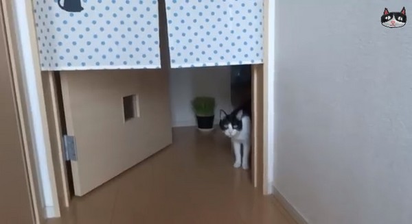 换成太太的弟弟开门,小哞就一脸疑惑的看着。