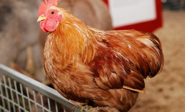 尼日利亚一只公鸡在被宰前突然说人话?