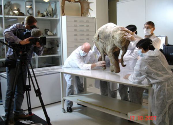 科学家相信,柳芭的死是一场意外。当时,它正在河边喝水,不幸失足掉入淤泥,后来淤泥结冰,使得其尸体被埋地下。