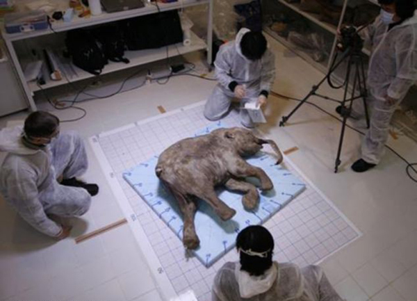 据悉,人们还曾在尤瑞贝河发现数头猛犸象遗骸。