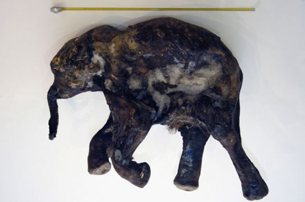 柳芭是一头雌象,体长130厘米宽80厘米,体型比狗稍大。