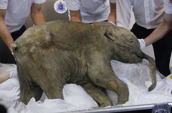 柳芭曾在俄罗斯、中国香港以及美国芝加哥展出过。今年5月是它在西欧的首次展出。