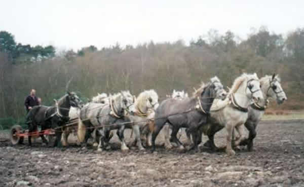 ��ķɭ����8ƥ������ũ���ϸ���