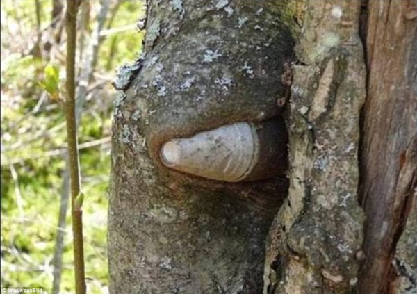 俄罗斯森林树木将二战中丢弃的武器“吞进”身体