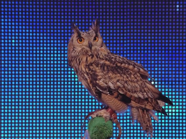 èͷӥ����Ͻ�Ŀ�Ե��൱���ţ��ֳ�����Ц�����ϣ���������ʹ�������Ǳ���Ű����