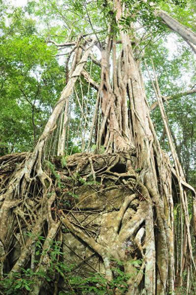 生长在喀斯特岩石上的榕树