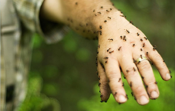 ����ѷ���ִ���Ϊ�����������������˰��ڲ��������ϵ�����