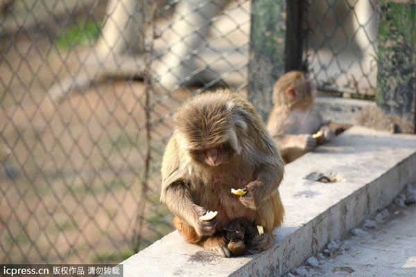 ɽϪA԰һֻĸѲ׺ʬ岻벻