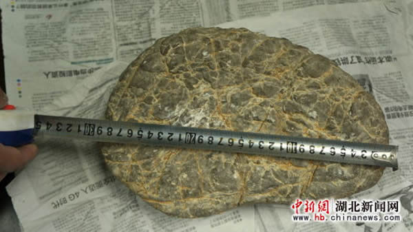 黑龙江男子声称有收藏多年“野人脚印化石”
