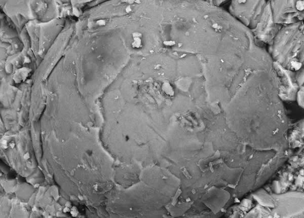 美国科学家在湖北发现五亿年前寒武纪时期的胚胎化石