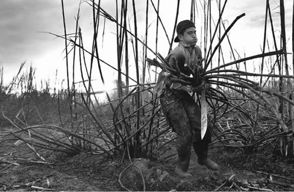 �����߶�ĸ�����ֲ��������ʱ�־Ϳ�ʼ����